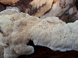 Trametes ochracea image