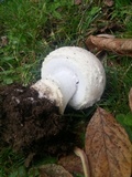 Amanita chrysoblema image
