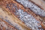 Erysiphe liriodendri image