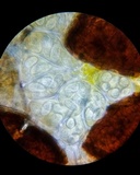 Erysiphe liriodendri image