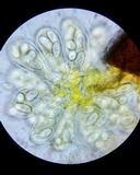 Erysiphe liriodendri image