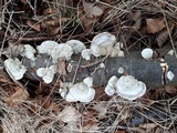 Trametes hirsuta image
