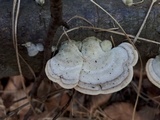 Trametes hirsuta image