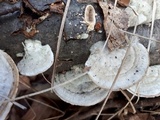 Trametes hirsuta image