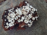Psora crenata image