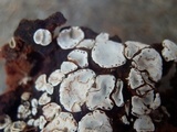 Psora crenata image