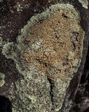 Lecanora muralis image