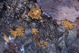 Merismodes fasciculata image