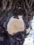 Perenniporia fraxinophila image