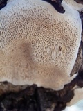 Perenniporia fraxinophila image