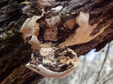 Perenniporia fraxinophila image