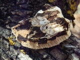 Perenniporia fraxinophila image