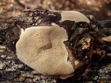 Perenniporia fraxinophila image
