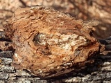 Perenniporia fraxinophila image