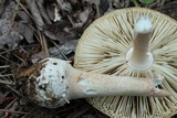 Amanita roseitincta image