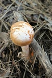 Amanita roseitincta image