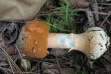 Amanita roseitincta image