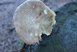 Neolentinus lepideus image