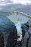 Neolentinus lepideus image