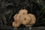 Desarmillaria tabescens image