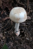 Amanita roseitincta image