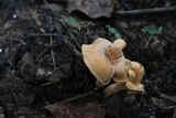 Cantharellus ignicolor image