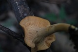 Cantharellus ignicolor image