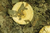 Lactarius yazooensis image