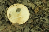 Lactarius yazooensis image