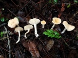 Hydnum oregonense image