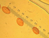 Geopyxis deceptiva image