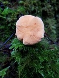 Hydnum oregonense image
