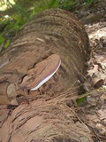 Ganoderma zonatum image