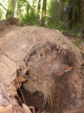 Ganoderma zonatum image