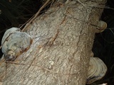 Fomes fasciatus image