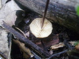 Rhizomarasmius pyrrhocephalus image