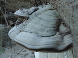 Fomes fasciatus image