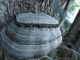Fomes fasciatus image