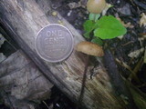 Rhizomarasmius pyrrhocephalus image