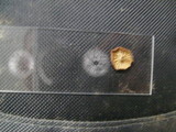 Rhizomarasmius pyrrhocephalus image