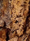Oedohysterium insidens image