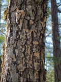 Oedohysterium insidens image
