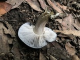 Entoloma bloxamii image