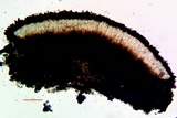 Sigridea californica image