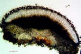 Sigridea californica image