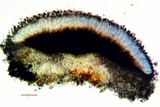 Sigridea californica image