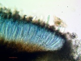 Sigridea californica image