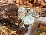 Sistotrema efibulatum image
