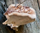 Ryvardenia campyla image