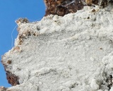 Sistotrema efibulatum image